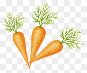 Carrot Vegetable Fruit - Carrot