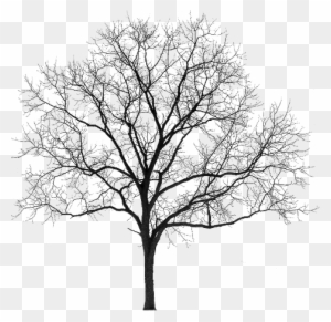 Tubes Arbres / Arbustes / Feuillages - Winter Tree Silhouette Png