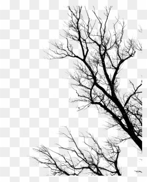 Trees Daylight Pictures Dead By Daylight Png Free Transparent Png Clipart Images Download