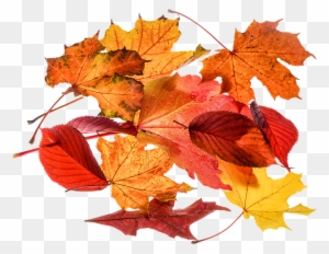Autumn Leaf Clipart 25, - Autumn Leaves Transparent