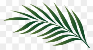 Palm Leaf Outline - Palm-leaf Manuscript
