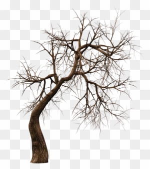 Roy3d 9 0 Trees 10 Png Stock By Roy3d - Horror Png