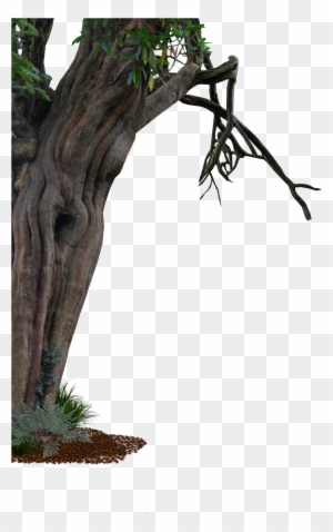 Aledjonesdigitalart Creepy Old Tree Side Png - Side Of A Tree