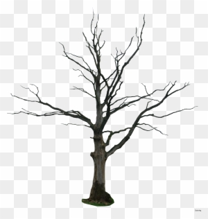 Hand Draw Sketch Dead Tree Simple 40484093 How To A - Beautiful Sceneries Of Nature At Night