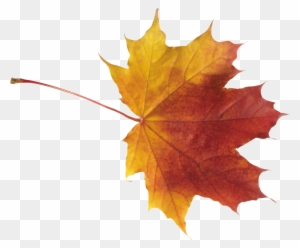Autumn Leaves High Quality Png - Autumn Maple Leaf Png