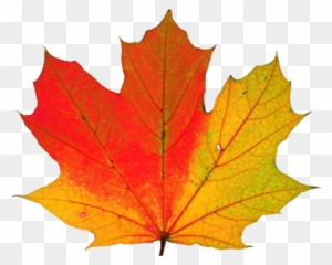 Thanksgiving Transparent Png - Fall Leaf