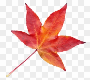 Maple Leaves Group Transparent Png Stickpng - Transparent Autumn Leaves Png