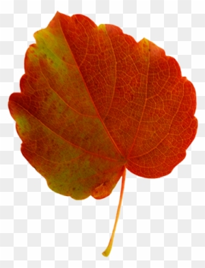 Fall Leaves Clip Art - Orange Fall Leaf Clip Art