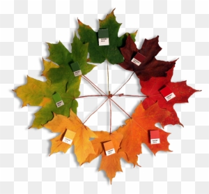 Autumn Leaves - Maple Leaf Color