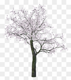 Tree Png Image - Cherry Blossom Tree Render