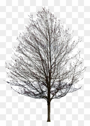 Tree 50 Png By Gd08 Maple Tree No Leaves Free Transparent Png Clipart Images Download Tree 50 Png By Gd08 Maple Tree No Leaves Free Transparent Png Clipart Images Download