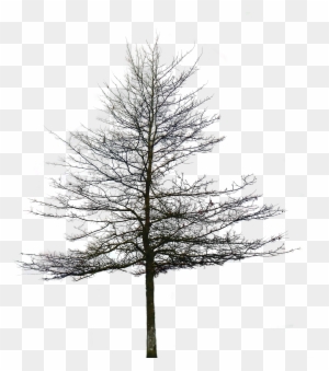 Tree Without Leaves Png - Picsart Tree Png
