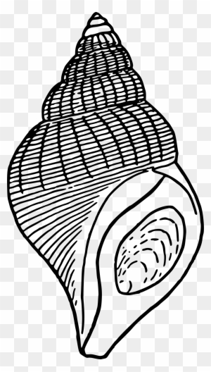Seashell Clipart Seashell Lineart Free Clip Art Clip - Seashell ...