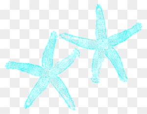 Star Fish Clip Art With No Background