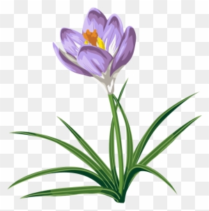 Clip Arts Related To - Crocus Transparent