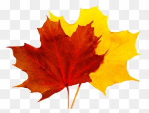 Fall Leaves Clip Art - Red And Yellow Leaf