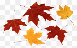 Fall Leaf Clip Art Black And White Image Free Download - Clipart Leaves Png