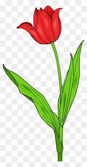 Tulip Images Clip Art - Tulip Clip Art