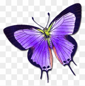 Butterflies 3 Butterflies - Butterfly 512 X 512