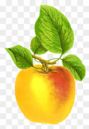 Free Digital Fruit Images Vintage Clip Art Apple Grime's - Vintage Apple Free
