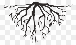 Root - Tree Roots