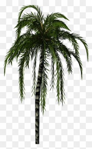 Tree Textures Png - Tree Png Transparent - Free Transparent PNG Clipart