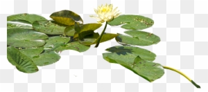 Water - Water Lilies Png