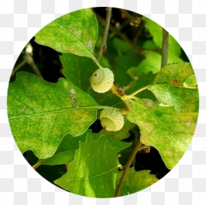 American Aspen