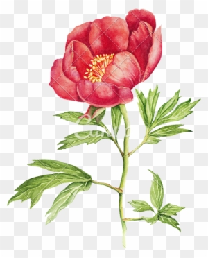 Red Peony Flower Watercolor - Peonies Flowers In Watercolour Vintage
