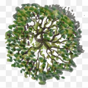 Tree Plan View Png Top View Trees Plans - Tree Top View Png