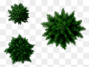 Conifers Tree Top Image - Pine Tree Top View Png
