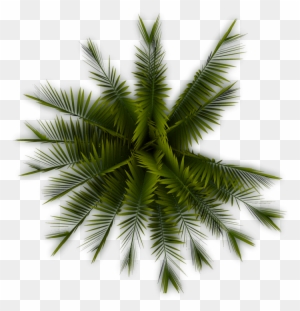 A56 Palmtree Pp - Palm Tree Top View Png