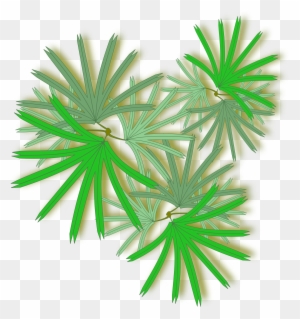 Palm Raphis 02 For Palm Tree Top View Png 104xkb - Raphis Palm Top View