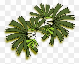 Palmeira Raphis For Palm Tree Top View Png 131fsj - Palm Trees