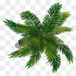 Palm Tree Top View Png - Portable Network Graphics
