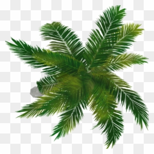 Palm Tree Top View Png - Portable Network Graphics - Free Transparent