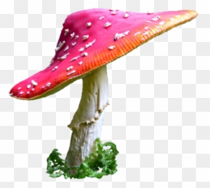 Mushroom 5 Stock By Astoko - Mushroom Png