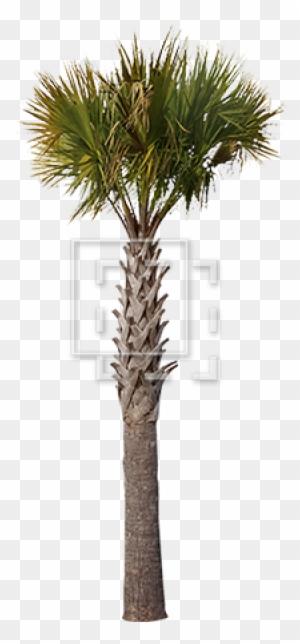 Gallery Of Sharp Palm Tree Parent Category Cutouts - Palm Trees