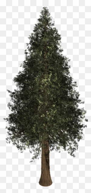 Evergreen Tree Outline 7, Buy Clip Art - Pine