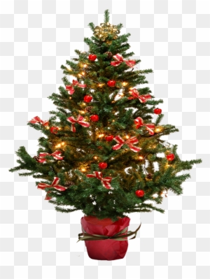 Image - Small Christmas Tree Png