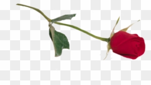 Rose - Single Rose Png