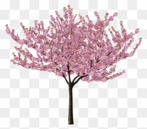 Cherry Blossom - Japanese Cherry Blossom Tree Vector