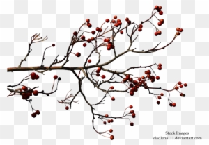 Dead Tree Branch Clip Art - Autumn Tree Branches Png