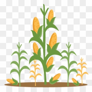 Corn Stalk Clip Art - Clip Art Corn Stalks