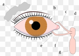 Eye - Frontal View - Normal Flora Of Eye
