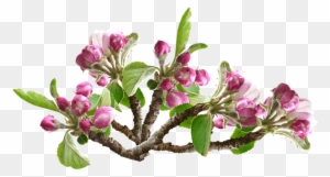 Apple Blossom, Flower, Tree, Orchard - Flower Tree