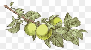 Bulgarian Apple - “ - Drawings Of Apple Trees Realistic
