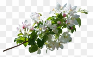 Apple Tree Branches Png Transparent