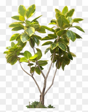Potted Plant Trees Png Image And Clipart For Free Download - High Resolution Tree Png