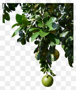 Explore Clearcutstock On Deviantart For Png Tropical - Tree With Fruits Png